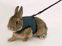 Ferplast Konijnentuigje Jogging Blauw -SuperFish || TETRA || Beeztees Verkoopwinkel 8010690079073 4