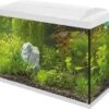 SuperFish Aquarium Start 100 Tropical Kit Wit 100 L 1 SuperFish Aquarium Start 100 Tropical Kit Wit 100 L -SuperFish || TETRA || Beeztees Verkoopwinkel 8715897166204 1